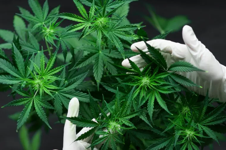 doctor holding hemp plant with white gloves on